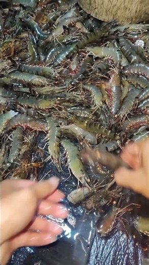 manual shrimp head cutting machine #Shrimp #Shrimps #ShrimpLovers #ShrimpFishing #Seafood