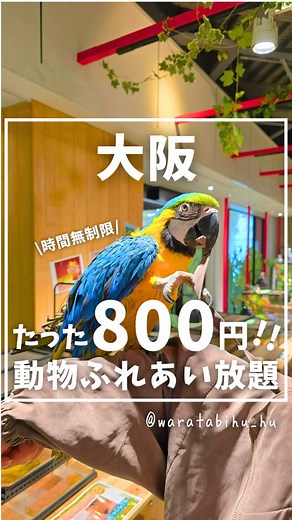 わら旅夫婦🛬大阪発のおでかけ情報 on Instagram: "詳細はこちら👇 行きたいと思ったら『いきもの』ってコメントしてね💬🐥 いいね・保存・シェアもよろしくです🥺🫶 @waratabihu_hu ←他の投稿はこちら ---------------------------------------------------------✈⁡⁡ 真夏の暑い時期にもおすすめ🌈✨ たったの800円＆時間無制限で生き物たちにふれあえる神スポット😆🙌 入場料800円と激安なのに、レシートを見せたらその日1日出入り自由🥺🙏✨ ショッピングモールの中にあるから、ごはん食べに途中で出て、また癒されに戻ってこれるよ😆 しかも、ショッピングモールの駐車場が終日無料なのもめっちゃ嬉しいポイント✨ スタッフさんも優しいし、いろんな子にふれあえるからここはリピ確😍👍 『いきもの探検隊 岸和田店』 @ikimonotankentai.kishiwada ⁡📍大阪府岸和田市港緑町３−１ 岸和田カンカンベイサイドモールWEST 2階 営業時間：10:00~19:00 入場料：800円(1