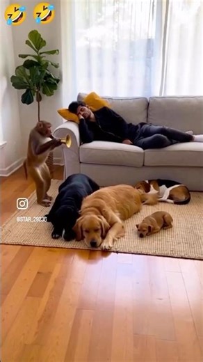 man bicycle funny videos #funny #videos #dog