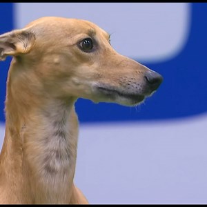 Whippet in agility dog show #whippet | 7Dogs