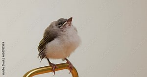 Baby Light vented chinese bulbul bird