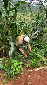 Pakji punya indra ke6 kun🤣 | Guyon Setra Chanel