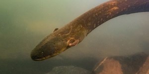 Scientists surprised to find that electric eels sometimes hunt in packs