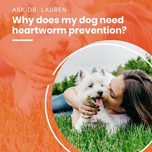 Heartworm is a serious and potentially fatal parasite that infects...