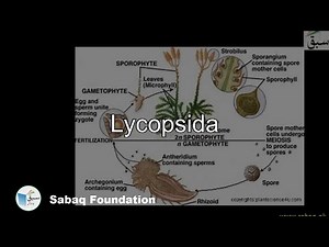 Lycopsida, Biology Lecture | Sabaq.pk
