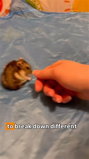Bright Horizon Hamster Rescue on Instagram: "Part 2 of our body language series. A more in depth video on hamster body language. #hamstergram #properhamstercare #bodylanguage #hamsterrescue"