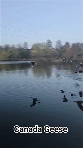 Canada Geese Flying Over the Lake | Beautiful Nature