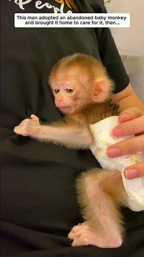 This man adopted an abandoned baby monkey and brought it home to care for it, then...