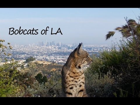 Citizen Bobcat - The Purrsuit of Survival in Los Angeles