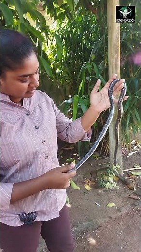 Deadly common krait snake #snakegirl #sobasumithuro