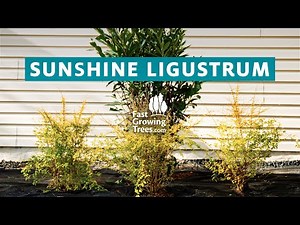 Sunshine Ligustrum Shrub