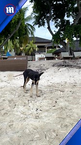 43K views · 2.3K reactions | This honeymoon turned into a rescue mission! 梁 | Daily Mail Video | Facebook