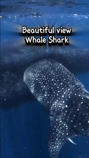Beautiful View In The Ocean Seeing The Biggest Fish On Earth #whaleshark #thebiggestfish #shorts