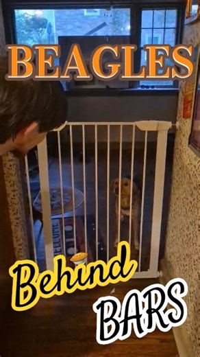 Beagles Behind Bars (FlutterPie Throws Star Wars Tantrum) #flutterpiethebeagle #funnydogs #starwars