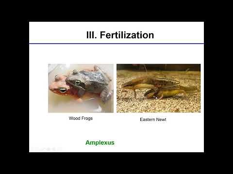 Lecture 6: Amphibian Reproduction