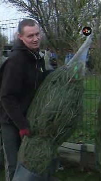 Sapins de Noël : top chrono, c'est parti !
