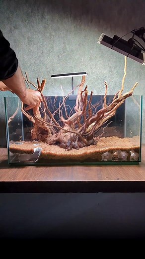 Set Up a New Dark Water Aquarium Step-by-Step