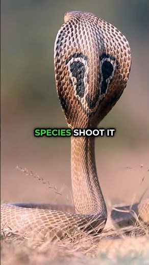 Cobra Facts! #animals #wildlife #cobra