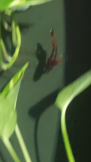 Harvss Betta on Reels