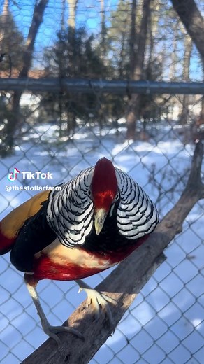 thestollarfarm (@thestollarfarm)’s videos with EoO - Bad Bunny