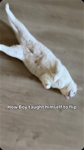 Boy the Flip Cat 🤸🏼 on Instagram: "This is how Boy taught himself how to front flip over 3 years! The first video is from 2022 and the last from 2025. It all started with a little dolphin hop and he kept adding moves and polishing his skills until he reached the perfectly centred Olympic level flips that he does today! So proud of my little gymnast 🤸🏼✨ #cats_of_instagram #funnycat #gato #frontflip #cattricks #catreels #catlover #storytime #bts #evolution #howitstarted #acrobatics #somersault