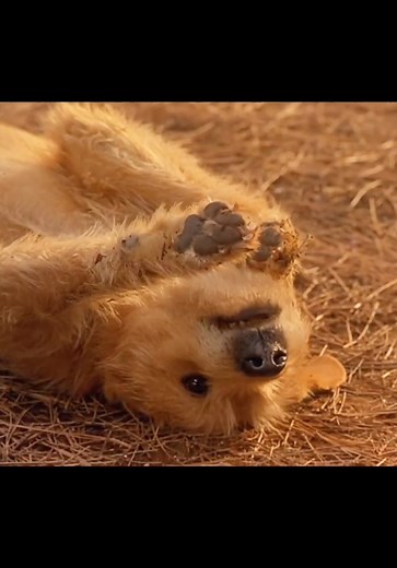 Doctor Dolittle: Película Completa en Español Latino