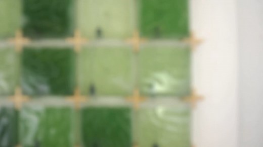 The Coral: home algae farming