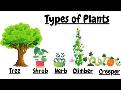 Types of Plants | Types of plants for kids | plants around us
