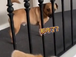 狗子：我cos一下你怎么了！想想身邊好像很多這樣的朋友！！ | FONG NG 凤十三