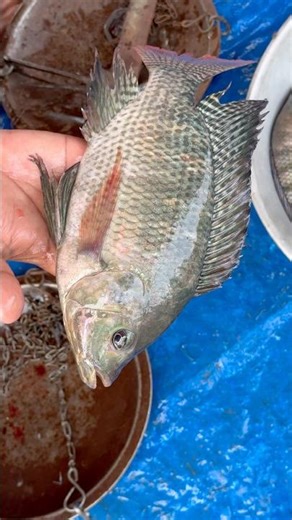 Must Watch: 😳Tilapia Fish Benefits 🐟 | Tilapia Fish Benefits 🐟 | Healthy & Tasty!