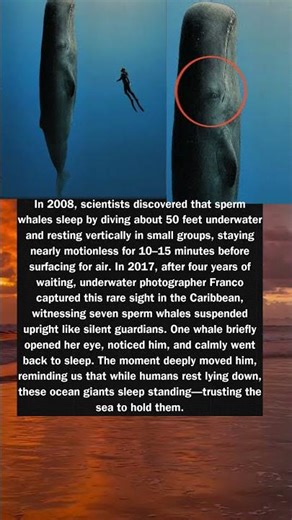 Sleeping Giants of the Sea 🌊🐋 | The Secret Way Sperm Whales Rest