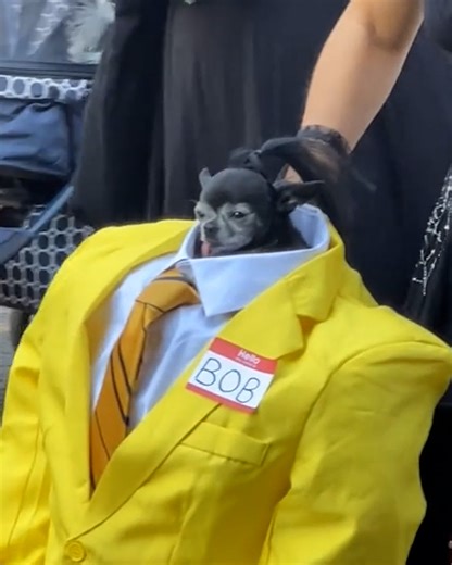 4.1M views · 114K reactions | Massive body, tiny head 藍 | LADbible New Zealand | Facebook