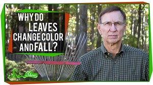 16K views · 153 reactions | They’re pretty to look at, sure -- but the changing leaves you see in autumn are really a striking example of nature taking extreme measures to protect itself. | SciShow | Facebook
