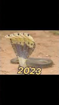 snakes with very face