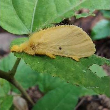A Very Hairy Yellow Tussock Moth