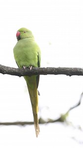 2.8K views · 57 comments | Did you know we had parakeets in the UK? 列 . . . #uk #ukwildlife #wildlife #wildlifephotography #parrot #london | Jacob Rheams Photography | Facebook
