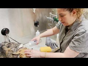 Three Easy Ways to Wash your Dog's Face | Dog Grooming Tutorial