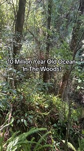 3.2K views · 74 reactions | #history #ocean #sea #ancient #dolphin #bone #bones #fossil #paleontology #forest #fossils #creek #river | The Golden Hour | Facebook