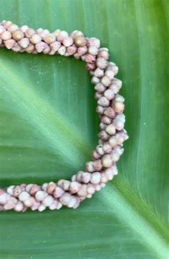 Kahelelani Shell Bracelet - Etsy