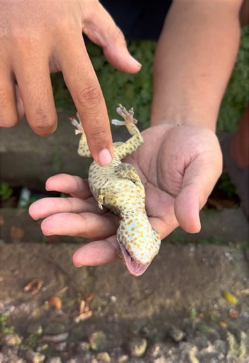 Tutorial menenangkan tokek #gekkogecko #tokek #tokekrumah #gecko #tokaygecko