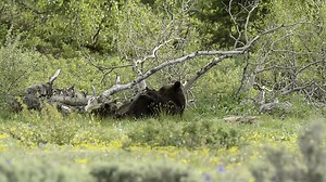 Grizzly feeding her cubs | Wildlife throughhopeseyes.