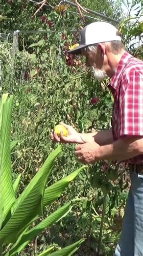 Free tomatoes from the deep mulch