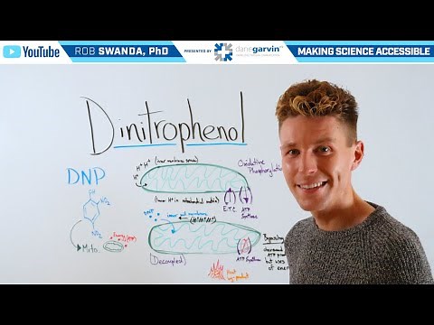 What is Dinitrophenol (DNP)?