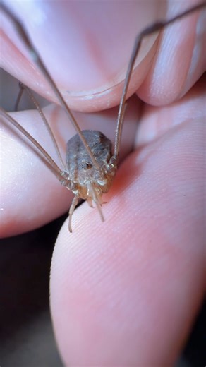 Think Daddy Long Legs are the “most venomous spiders in the world” but just too small to bite humans? 🕷️ That’s one of the biggest bug myths out there! The truth is, Daddy Long Legs (harvestmen) aren’t spiders at all—they belong to their own order of arachnids called Opiliones. Unlike spiders, they don’t have fangs, venom, or silk. Instead, they have small crab-claw–like appendages called chelicerae, which they use for grabbing food. So not only are they completely harmless to people, but they 