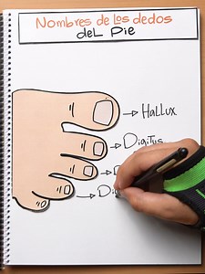 Nombres de los dedos del pie. | Acción Canadá