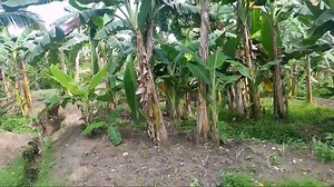 3 comments | RUSH SALE! Vacant Lot for Sale in Brgy Tigatto, Buhangin Davao City Lot Size: 1050 sqm Flat Area Now Rush Sale at 4.5M from 6.5M Accessible to Seaport, Downtown, Airport it can be used as Residential Taxi Garage Warehouse Contact me: 0917-312-8263 or 0943-507-1990 #VacantLotForSale #LotForSale #LotForSaleBuhangin #RushSale | Davao Property Solutions | Facebook