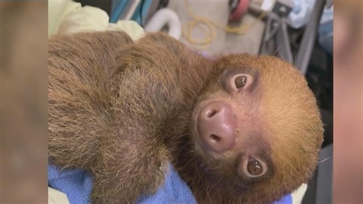 Second sloth transferred to Central Florida Zoo dies, criminal investigation opened