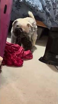 Laddie got a grip #jimmycricket