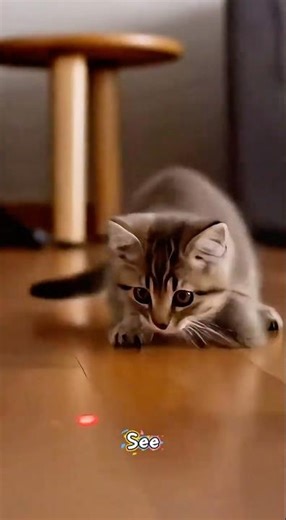 Cat Fails of All Time Funniest #shorts #kitten #kitty #cat #catshorts #catvideos