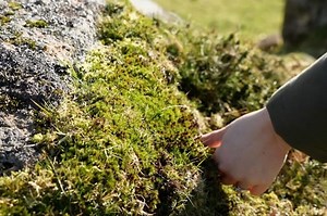 Environmental artists begin Dartmoor moss-growing project 英国环保艺术家启动达特穆尔苔藓栽植项目